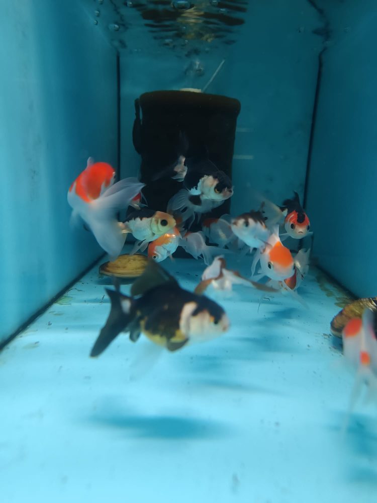 ORANDA PANDA,BLACK ORANGE,REDCAP JAPONLAR 5-7 CM  2 ADET  gönderim yapılır - Görsel 3