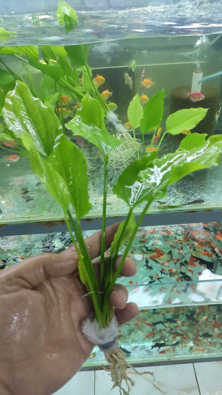 Amazon hançeri anubıas tarzı 15-25 cm 4-6 dal kampanya - Görsel 2