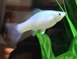 MOLY BALIĞI,DAMIZLIK 2 ERKEK 3 DİŞİ MOLY FIYATIDIR. KARIŞIK RENK GÖNDERİLİR