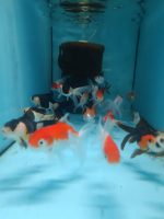ORANDA PANDA,BLACK ORANGE,REDCAP JAPONLAR 5-7 CM  2 ADET  gönderim yapılır - Görsel 5