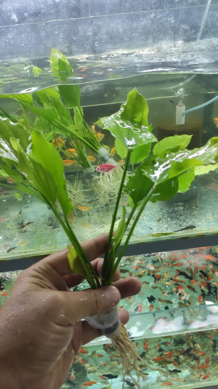 Amazon hançeri anubıas tarzı 15-25 cm 4-6 dal kampanya - Görsel 3