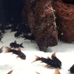 BLACK VENEZUELLA ÇÖPCÜ 2 ADET