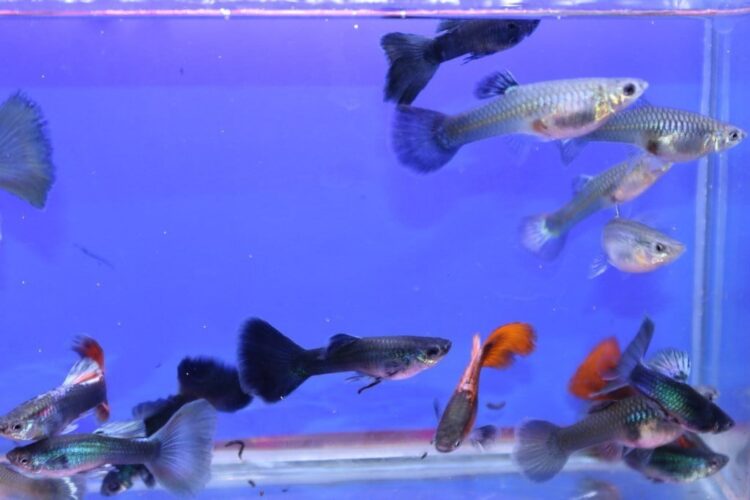 LEPİSTES GENÇ DAMIZLIK 10 ERKEK 20 DİŞİ OLARAK GÖNDERİLİR - Görsel 2