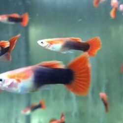 RED TUXEDO BLOOND İTHAL LEPİSTES DAMIZLIK 2 ERKEK 3 DİŞİ