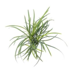 SAZ BİTKİSİ,10-15 DAL ARASI 10-15 CM UZUNLUĞUNDAEN UYGUN FIYAT