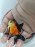 ORANDA PANDA,BLACK ORANGE,REDCAP JAPONLAR 5-7 CM  2 ADET  gönderim yapılır