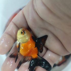 ORANDA PANDA,BLACK ORANGE,REDCAP JAPONLAR 5-7 CM  4 ADET  gönderim yapılır