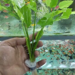 Amazon hançeri anubıas tarzı 15-25 cm 4-6 dal kampanya