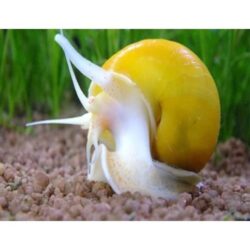 Elma Salyangozu 3 adet olarak gönderilir damızlık ceviz büyüklüğünde