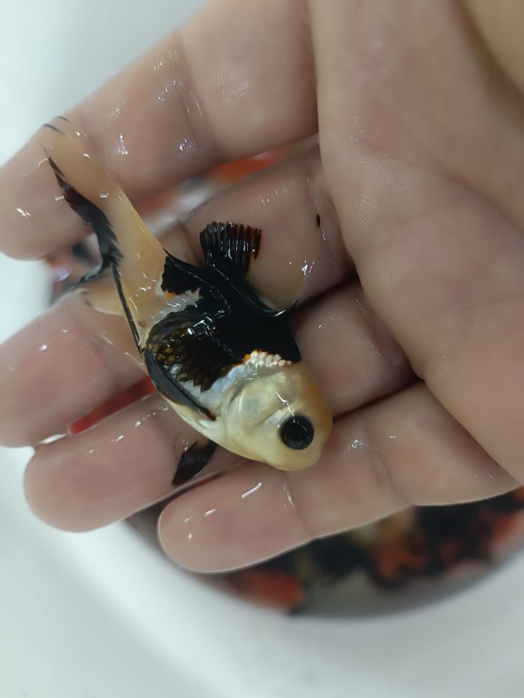 ORANDA PANDA,BLACK ORANGE,REDCAP JAPONLAR 5-7 CM  2 ADET  gönderim yapılır - Görsel 7