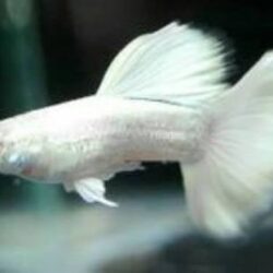 LEPİSTES WHİTE   3 ADET 1 EREK 2 DİŞİ