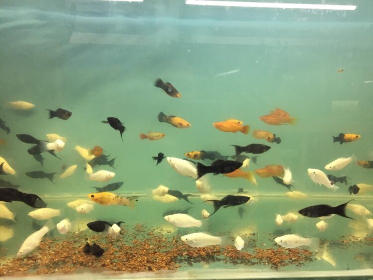 MOLY BALIĞI,DAMIZLIK 4 ERKEK 6 DİŞİ MOLY FIYATIDIR. - Görsel 2