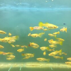 LEPİSTES GOLD TUXEDO 1 ERKEK 2 DİŞİ OLARAK GÖNDERİLİR