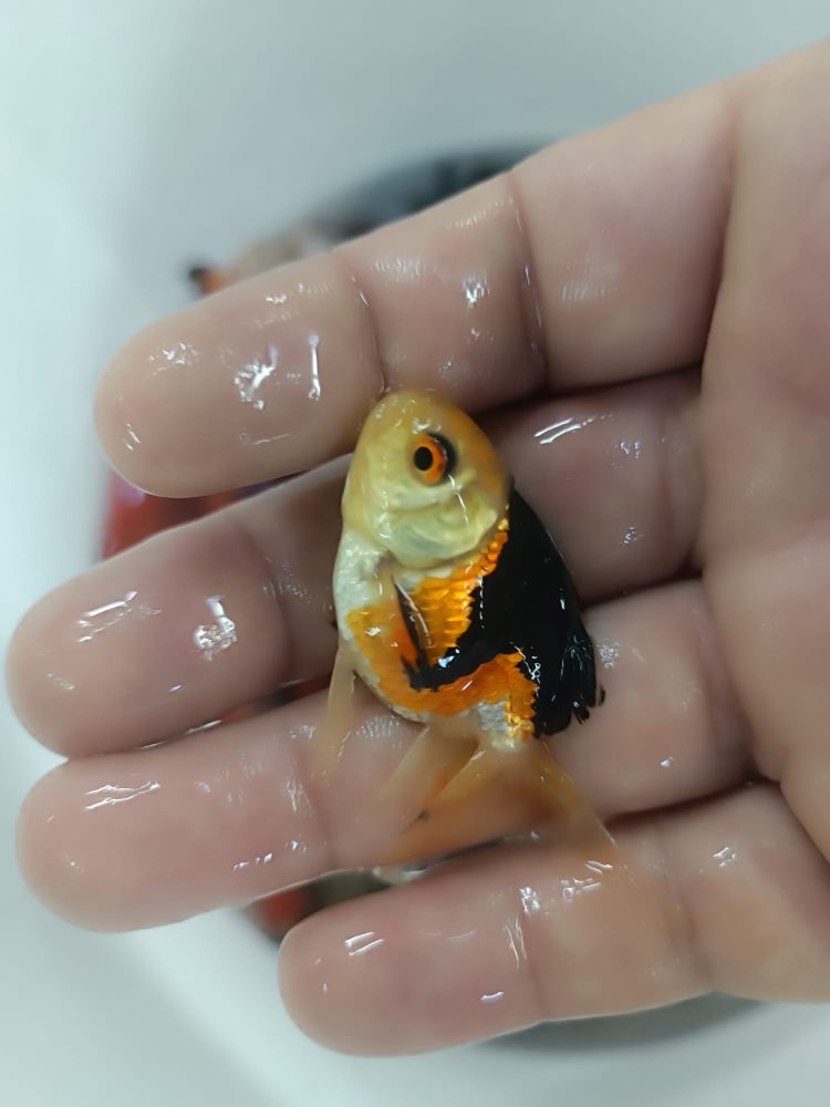 ORANDA PANDA,BLACK ORANGE,REDCAP JAPONLAR 5-7 CM  2 ADET  gönderim yapılır - Görsel 6