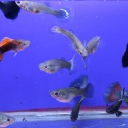 LEPİSTES GENC DAMIZLIK 5 ERKEK 5 DİŞİ OLARAK GÖNDERİLİR