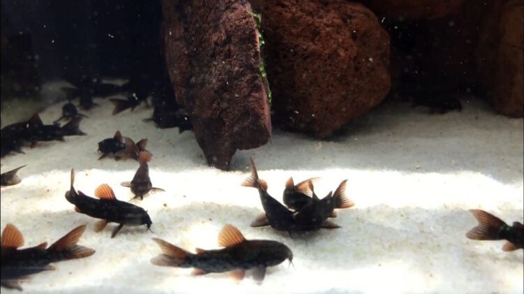 BLACK VENEZUELLA ÇÖPCÜ 2 ADET - Görsel 2