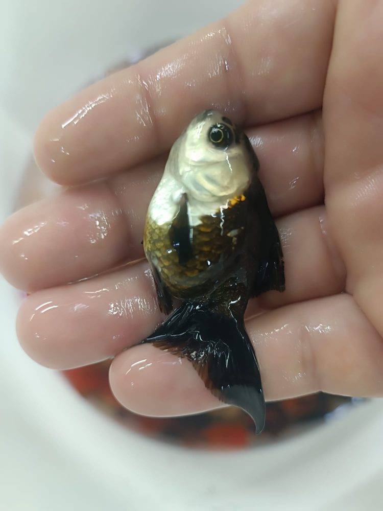 ORANDA PANDA,BLACK ORANGE,REDCAP JAPONLAR 5-7 CM  2 ADET  gönderim yapılır - Görsel 2