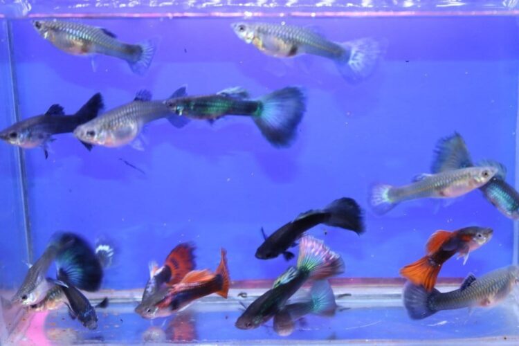 LEPİSTES GENC DAMIZLIK 5 ERKEK 5 DİŞİ OLARAK GÖNDERİLİR - Görsel 3