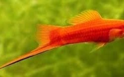 kılıç kuyruk balığı 4  erkek 6 dişi olarak gönderilir