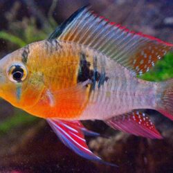 Bolivian Ram 4 CM 2 ADET YOLLANILIR