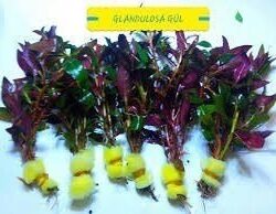 ALTERNETA BORDO 5-7 DAL 15-20 CM UZUNLUK