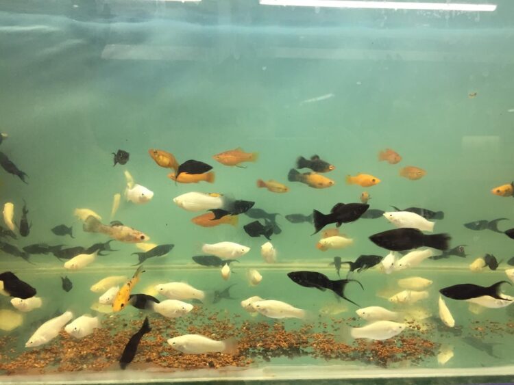 MOLY BALIĞI,DAMIZLIK 2 ERKEK 3 DİŞİ MOLY FIYATIDIR. KARIŞIK RENK GÖNDERİLİR - Görsel 3