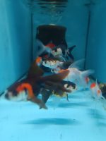 ORANDA PANDA,BLACK ORANGE,REDCAP JAPONLAR 5-7 CM  2 ADET  gönderim yapılır - Görsel 8