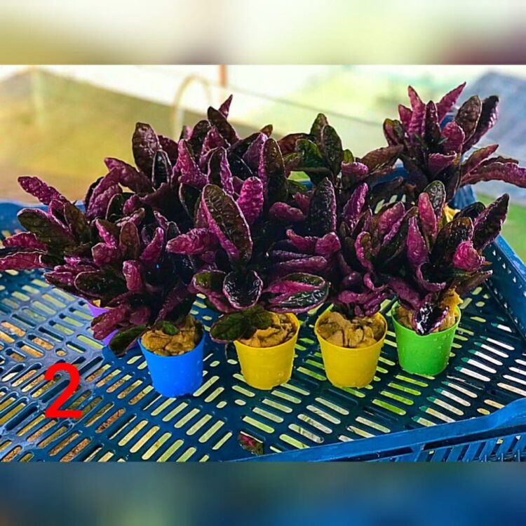 BORDO KALIN YAPRAK GÜL BİTKİSİ İTHAL SAKSILI - Görsel 3