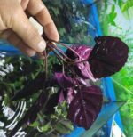 BORDO KALIN YAPRAK GÜL BİTKİSİ İTHAL SAKSILI