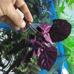 BORDO KALIN YAPRAK GÜL BİTKİSİ İTHAL SAKSILI