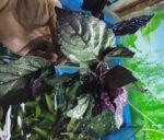 BORDO KALIN YAPRAK GÜL BİTKİSİ İTHAL SAKSILI - Görsel 2