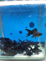 TELESKOP BLACK JAPONLAR 5 CM 3 ADET KARGOLANILIR - Görsel 2