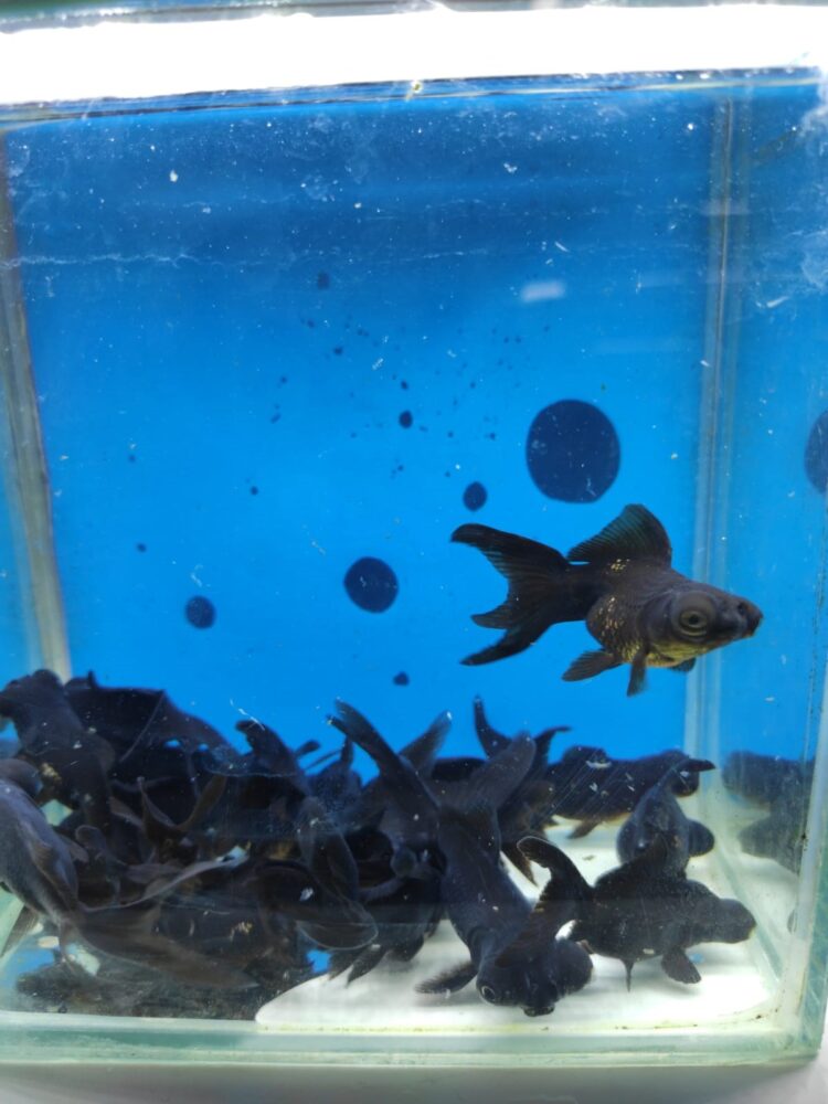 TELESKOP BLACK JAPONLAR 5 CM 3 ADET KARGOLANILIR - Görsel 2