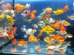 JAPON 3 KUYRUK3-5 CM ARASI 10 ADET GARANTİLİ KARGOLAMA