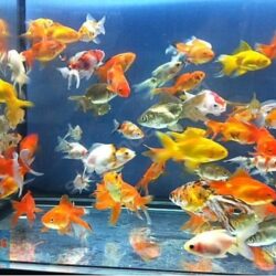 JAPON 3 KUYRUK3-5 CM ARASI 10 ADET GARANTİLİ KARGOLAMA