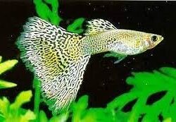 GREEN COBRA LEPİSTES XL BOY 1 ERKEK 2 DİŞİ OLARAK GÖNDERİLİR