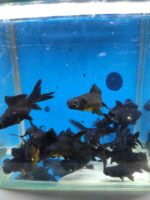 TELESKOP BLACK JAPONLAR 5 CM 3 ADET KARGOLANILIR