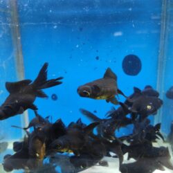 TELESKOP BLACK JAPONLAR 5 CM 3 ADET KARGOLANILIR