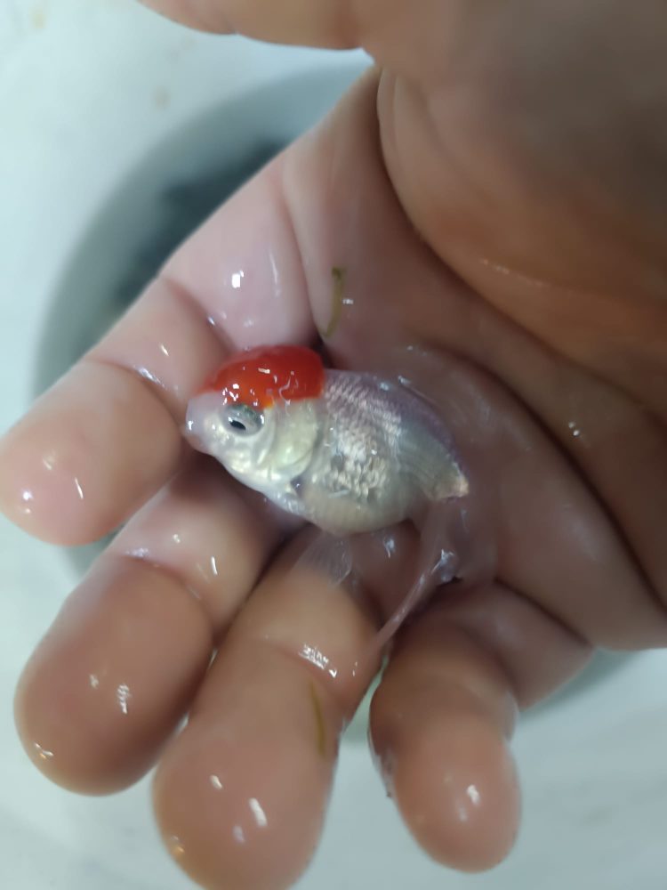 ORANDA RED CAP JAPONLAR 5-7 CM 2 ADET KARGOLANILIR - Görsel 5