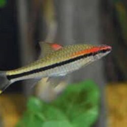 DENİSONİ TETRA Rose Line Barb 4 ADET GÖNDERİLİR
