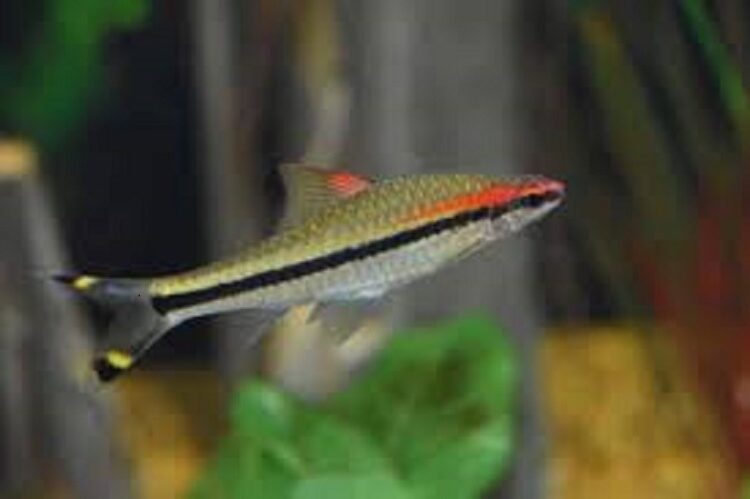 DENİSONİ TETRA Rose Line Barb 4 ADET GÖNDERİLİR - Görsel 1