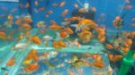 JAPON 3 KUYRUK3-5 CM ARASI 10 ADET GARANTİLİ KARGOLAMA - Görsel 2