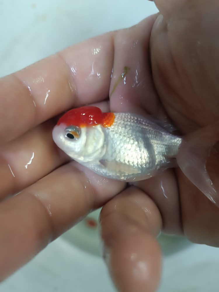 ORANDA RED CAP JAPONLAR 5-7 CM 2 ADET KARGOLANILIR - Görsel 6
