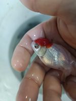 ORANDA RED CAP JAPONLAR 5-7 CM 2 ADET KARGOLANILIR