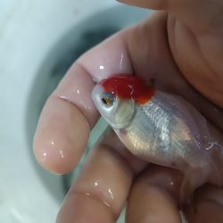 ORANDA RED CAP JAPONLAR 5-7 CM 2 ADET KARGOLANILIR