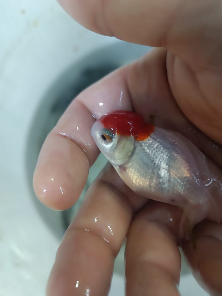 ORANDA RED CAP JAPONLAR 5-7 CM 2 ADET KARGOLANILIR - Görsel 7