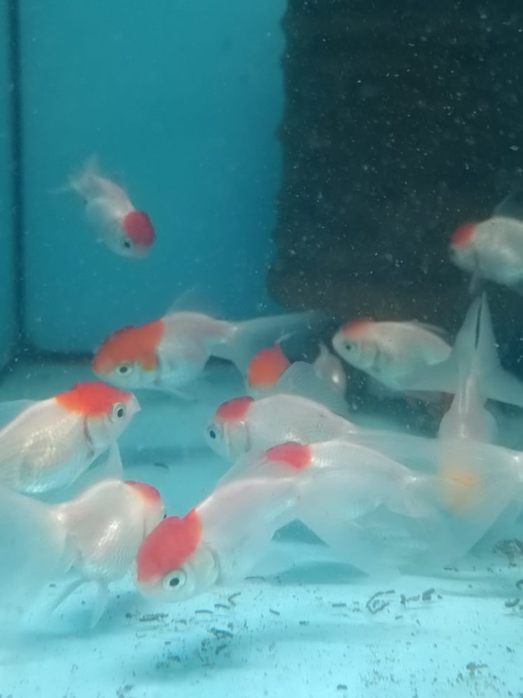 ORANDA RED CAP JAPONLAR 5-7 CM 2 ADET KARGOLANILIR - Görsel 8