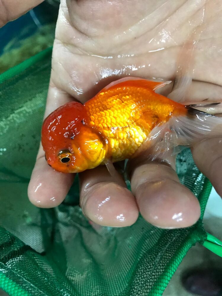 ORANDA RED CAP JAPONLAR 5-7 CM 2 ADET KARGOLANILIR - Görsel 2