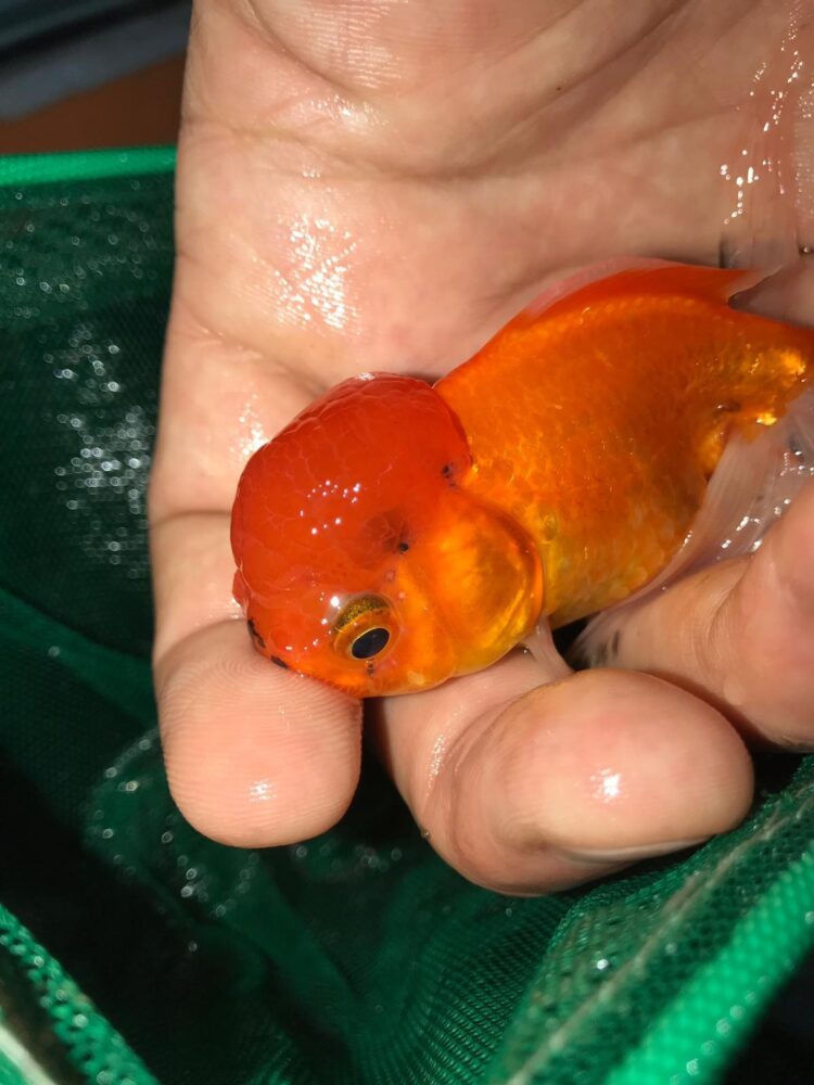 ORANDA RED CAP JAPONLAR 5-7 CM 2 ADET KARGOLANILIR - Görsel 3