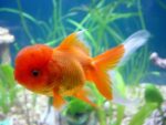 ORANDA RED CAP JAPONLAR 5-7 CM 2 ADET KARGOLANILIR - Görsel 4